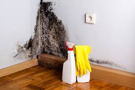 Best Biohazard Mold Removal  in Orleans, IN